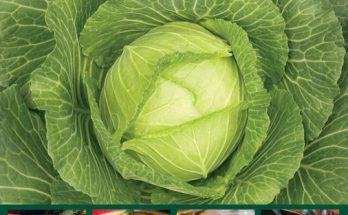 Rawlicious book