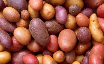 Potato recipes